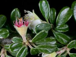 Cotoneaster microphyllus: Old flower showing change in filament colour after anthesis.
 Image: D. Glenny © Landcare Research 2017 CC BY 3.0 NZ